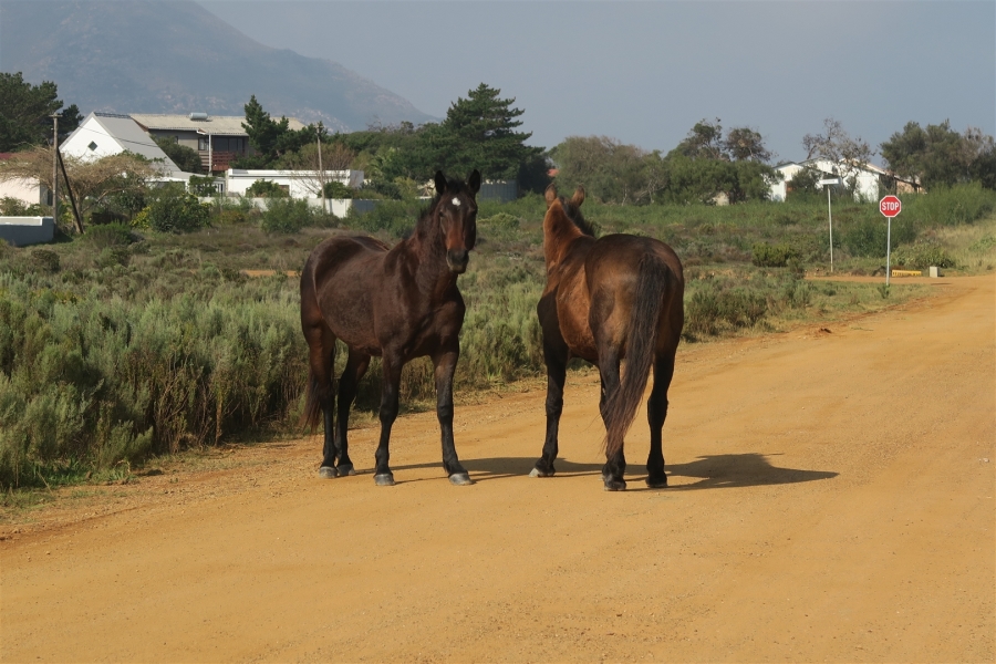 Commercial Property for Sale in Fisherhaven Western Cape